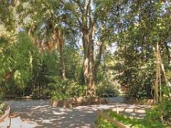 183 D35 PARC OLBIUS RIQUIER A HYERES_000061